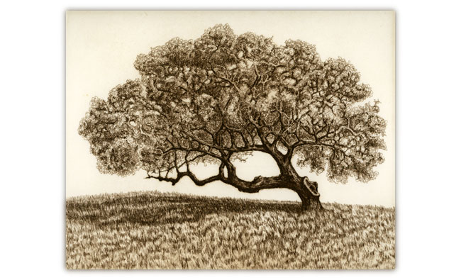 Leaning Oak — etching 1-1-2