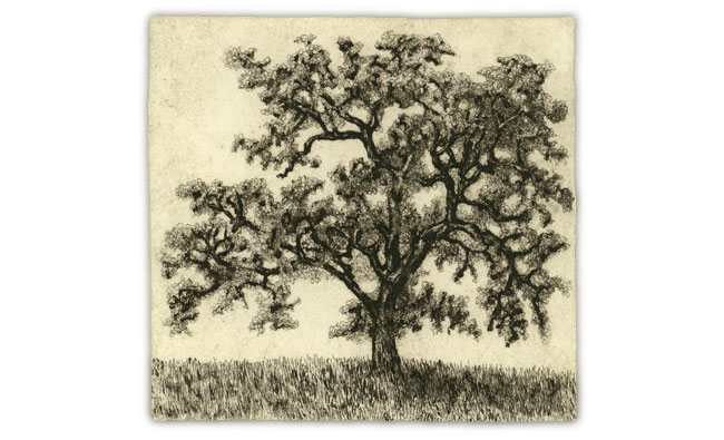 Cañada Oak — etching 1-4k