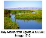 bay Marsh With Egrets and a Duck
